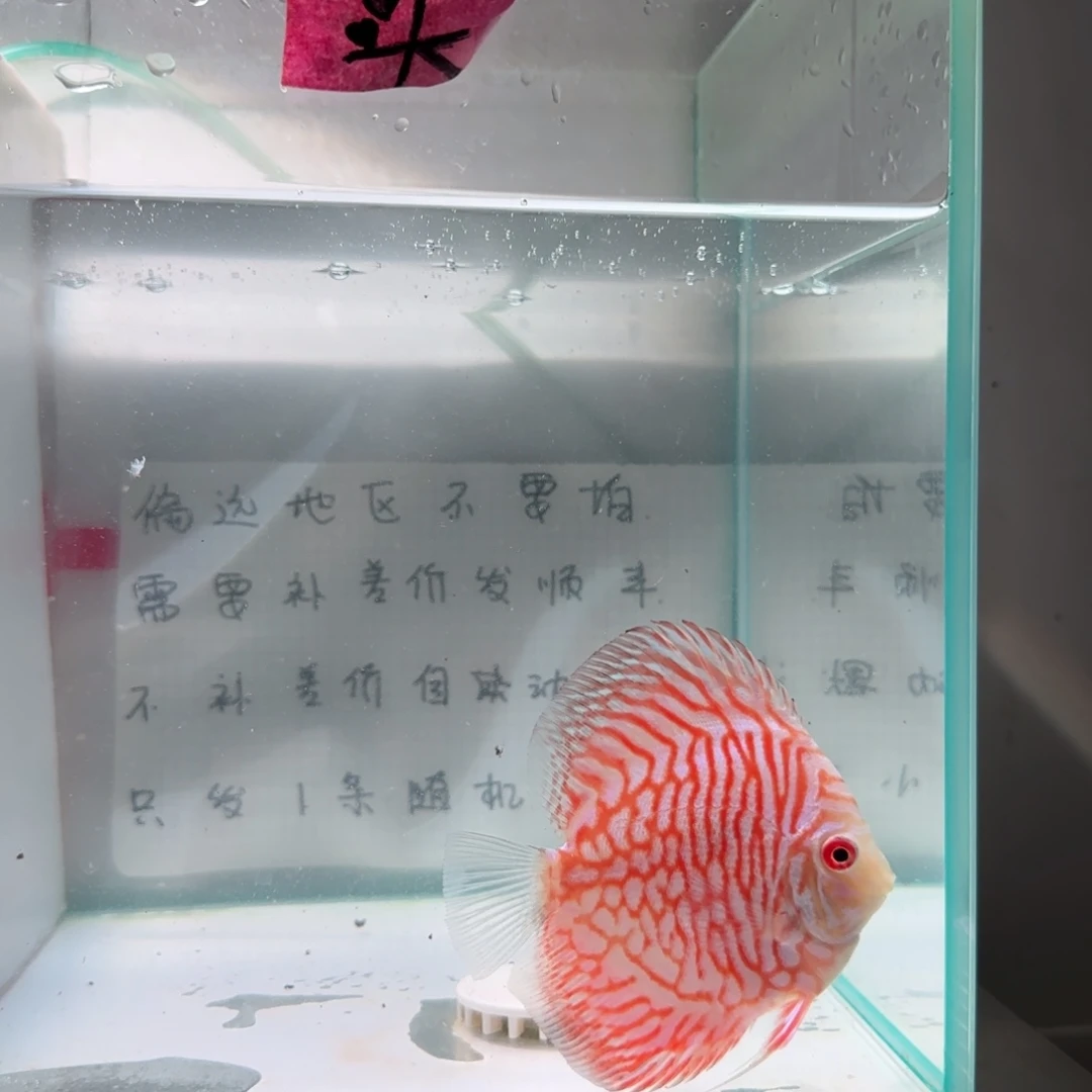七彩神仙鱼肉身8偏远地区不拍