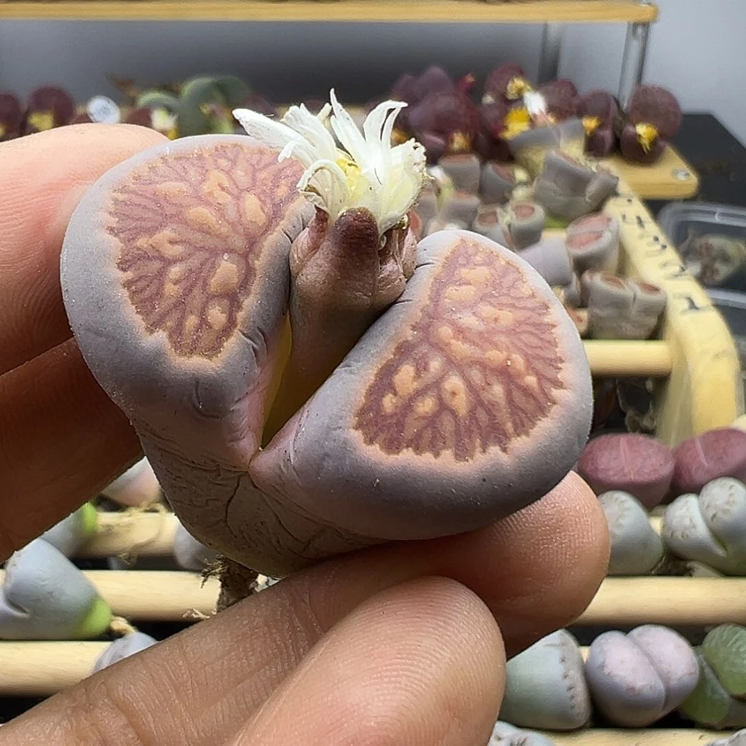 1858 生石花清货不参考