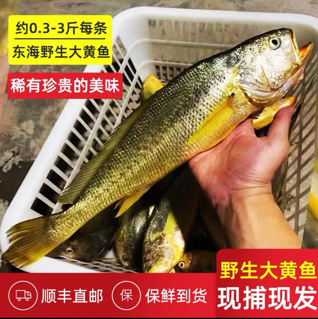 舟山东海正宗海捕野生大黄鱼海鱼3-5量3斤（细麟）全规格现拍链接