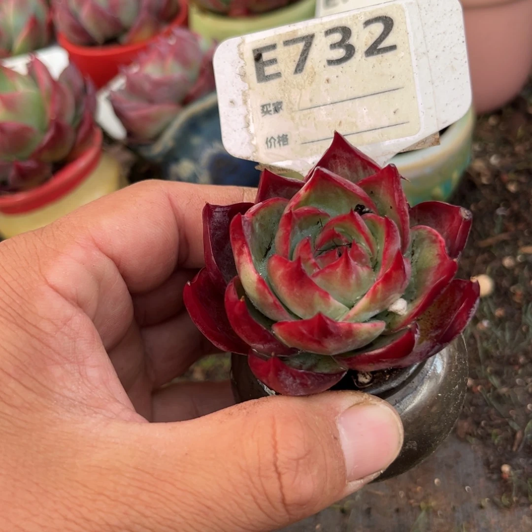 惊鸿一瞥732号多肉