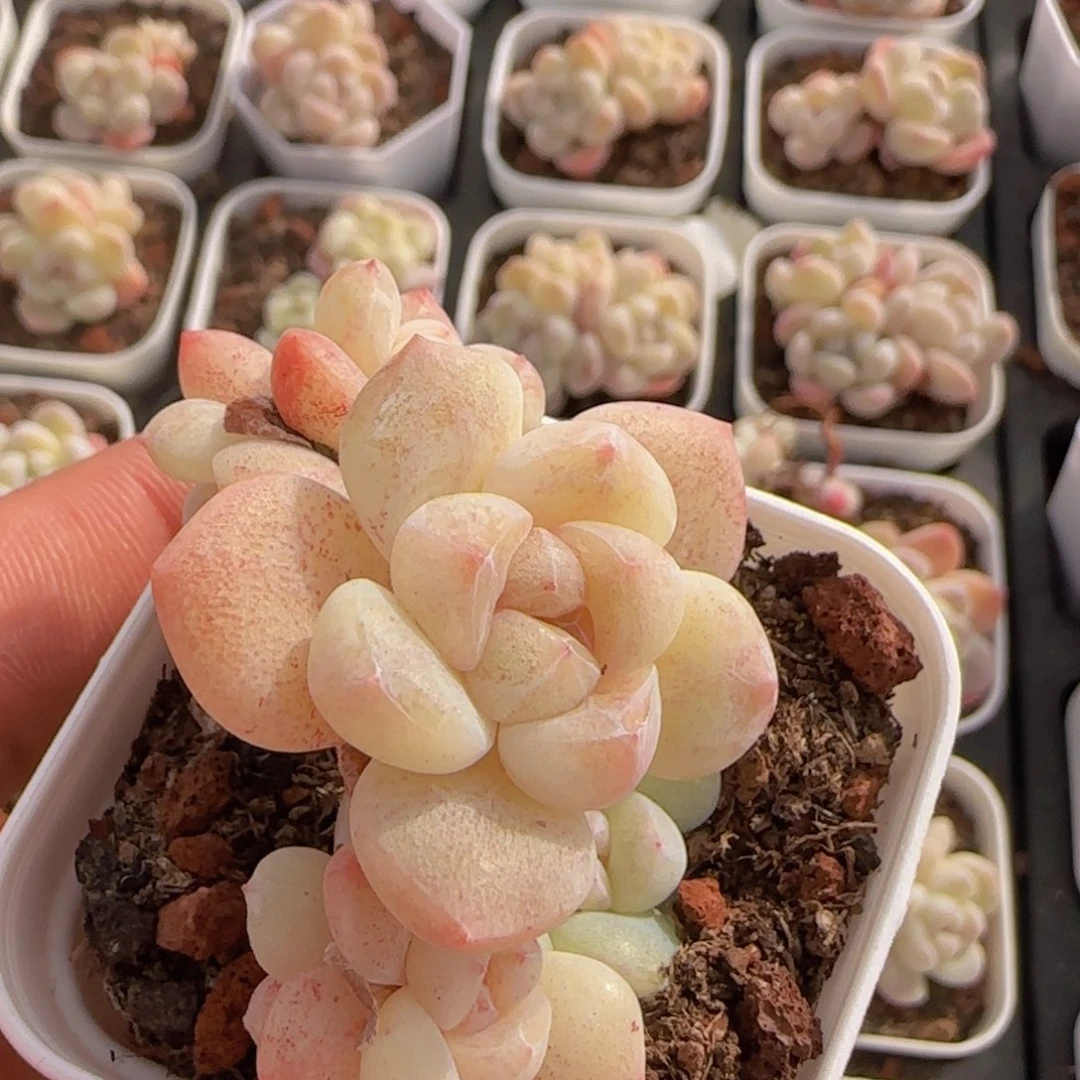 六头老桩冰玉一颗脱土