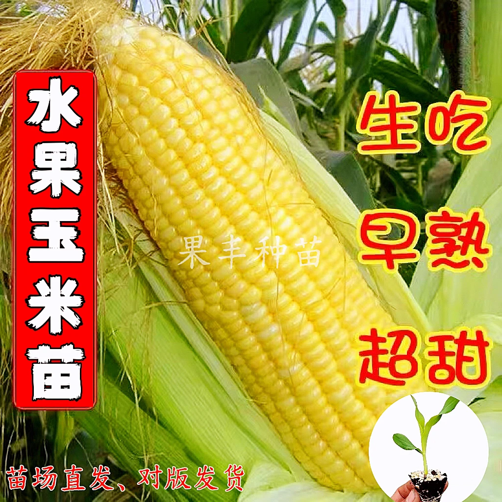 水果玉米春季白糯玉米秧苗甜玉米阳台黄玉米各种苗秧