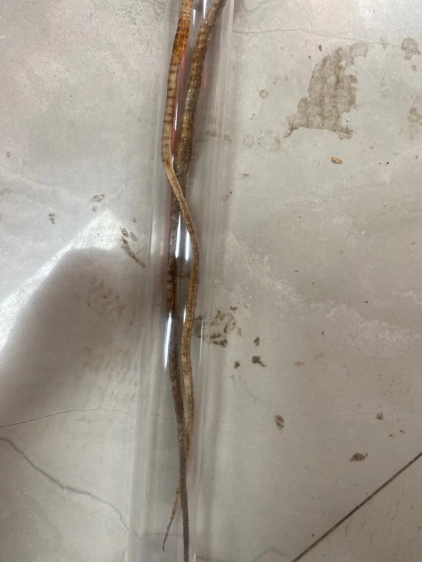 特色工艺品棍子359号