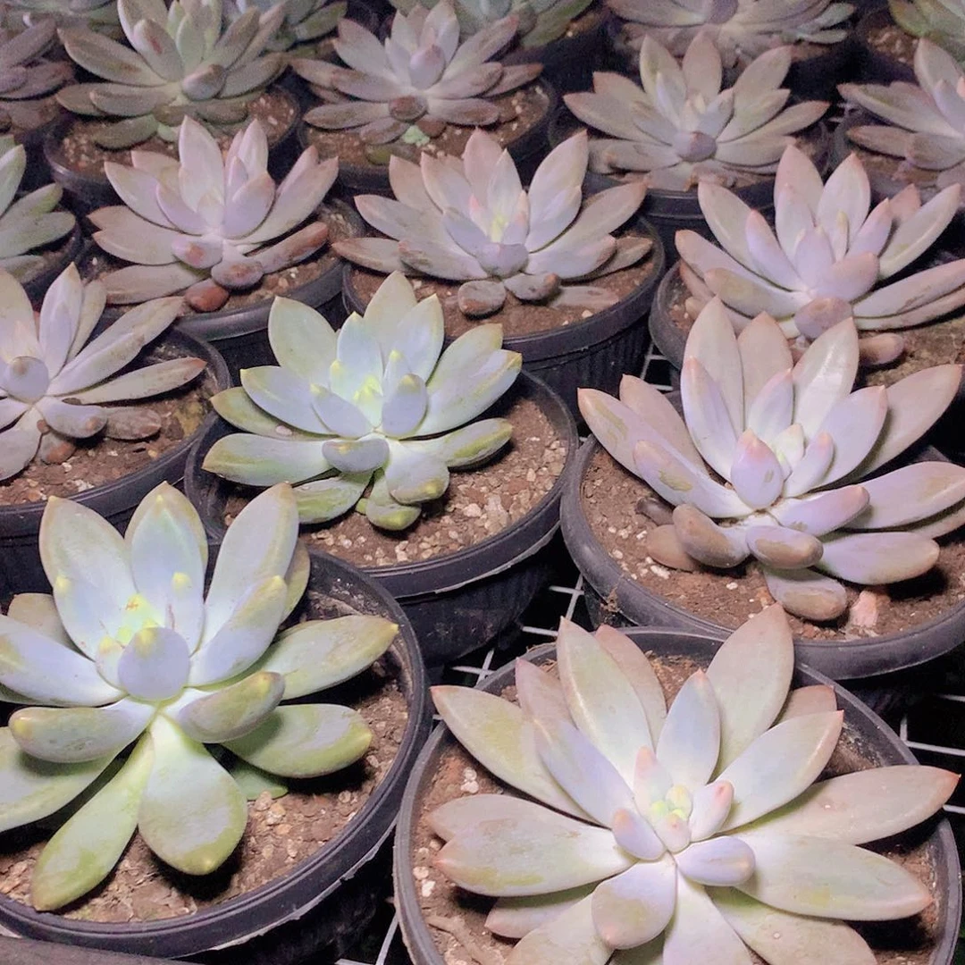 超胖体哥萝莉245677889999