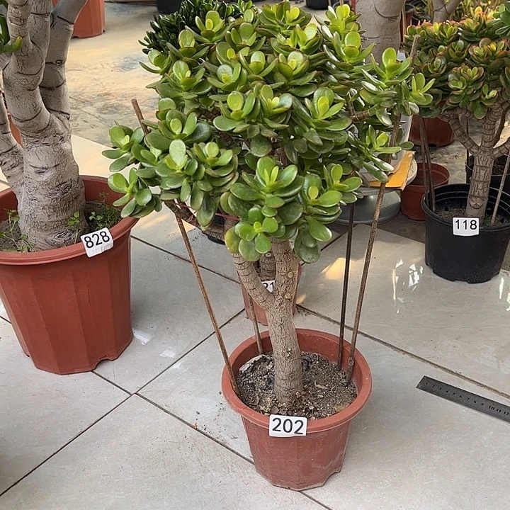 姬红花月独杆老桩