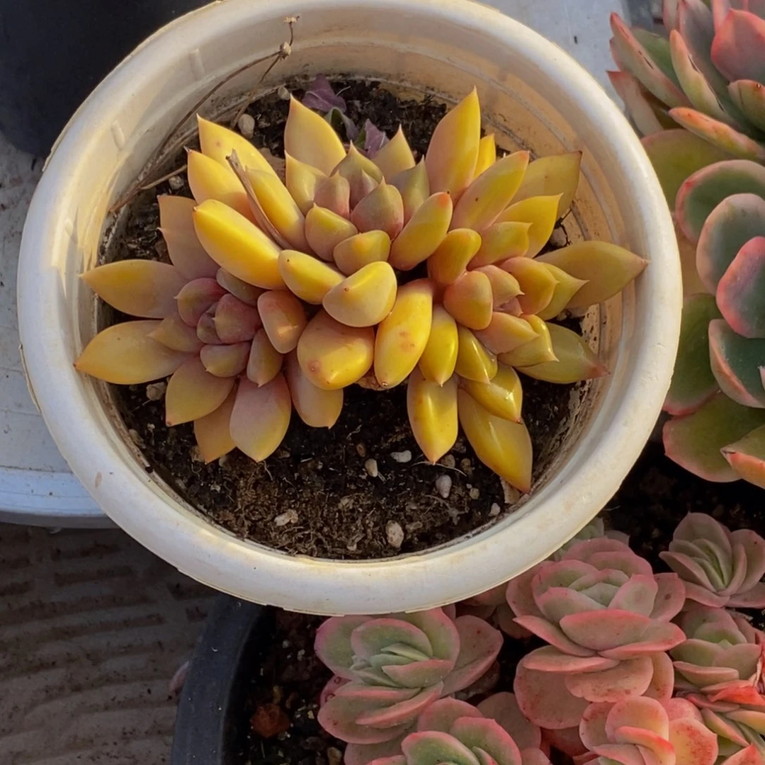 醉*风48包邮一物一拍多肉植物