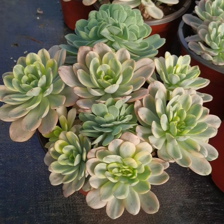酸橙柠檬白锦朵朵缀