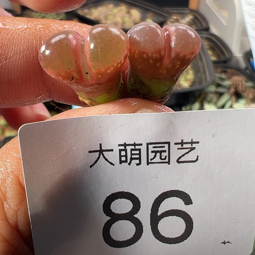 一物一拍大萌1号红风铃。  86