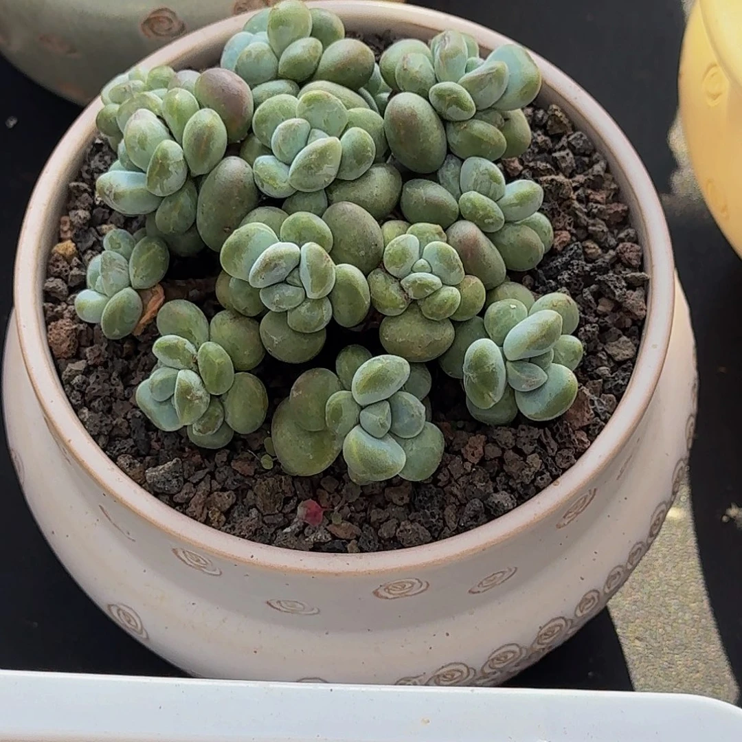 香玉 平头 一物一拍
