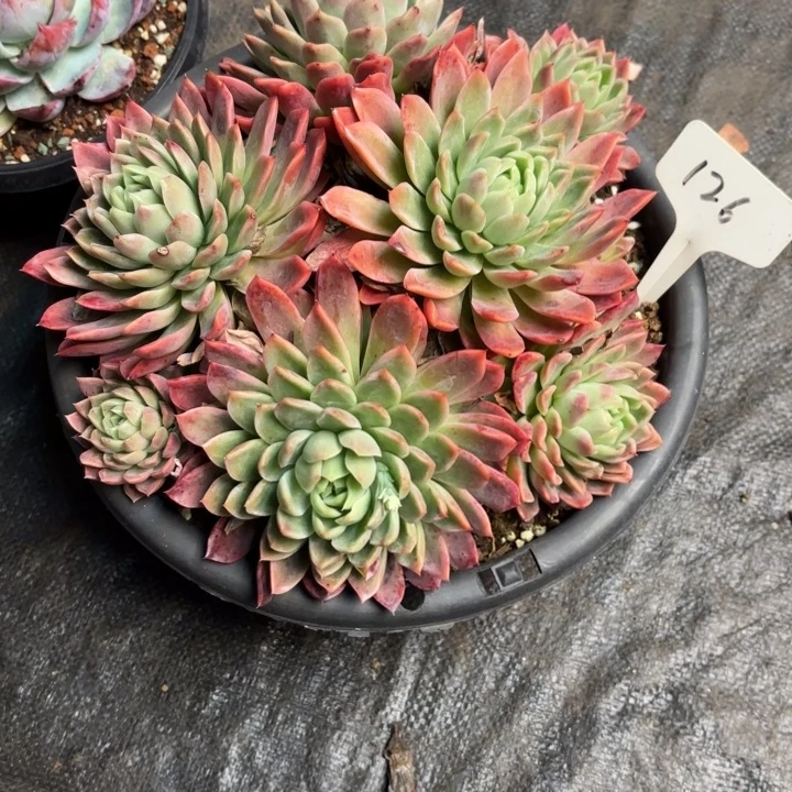 多肉植物，红女巫126号