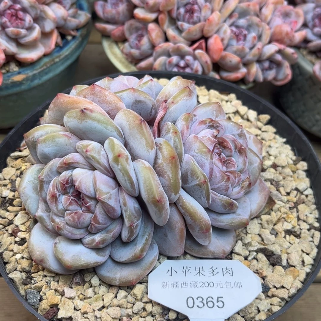 绿底紫心365/13cm3头