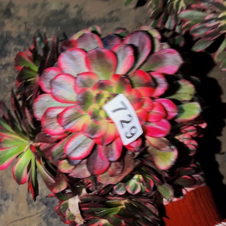 729烟花多肉植物处理不售后