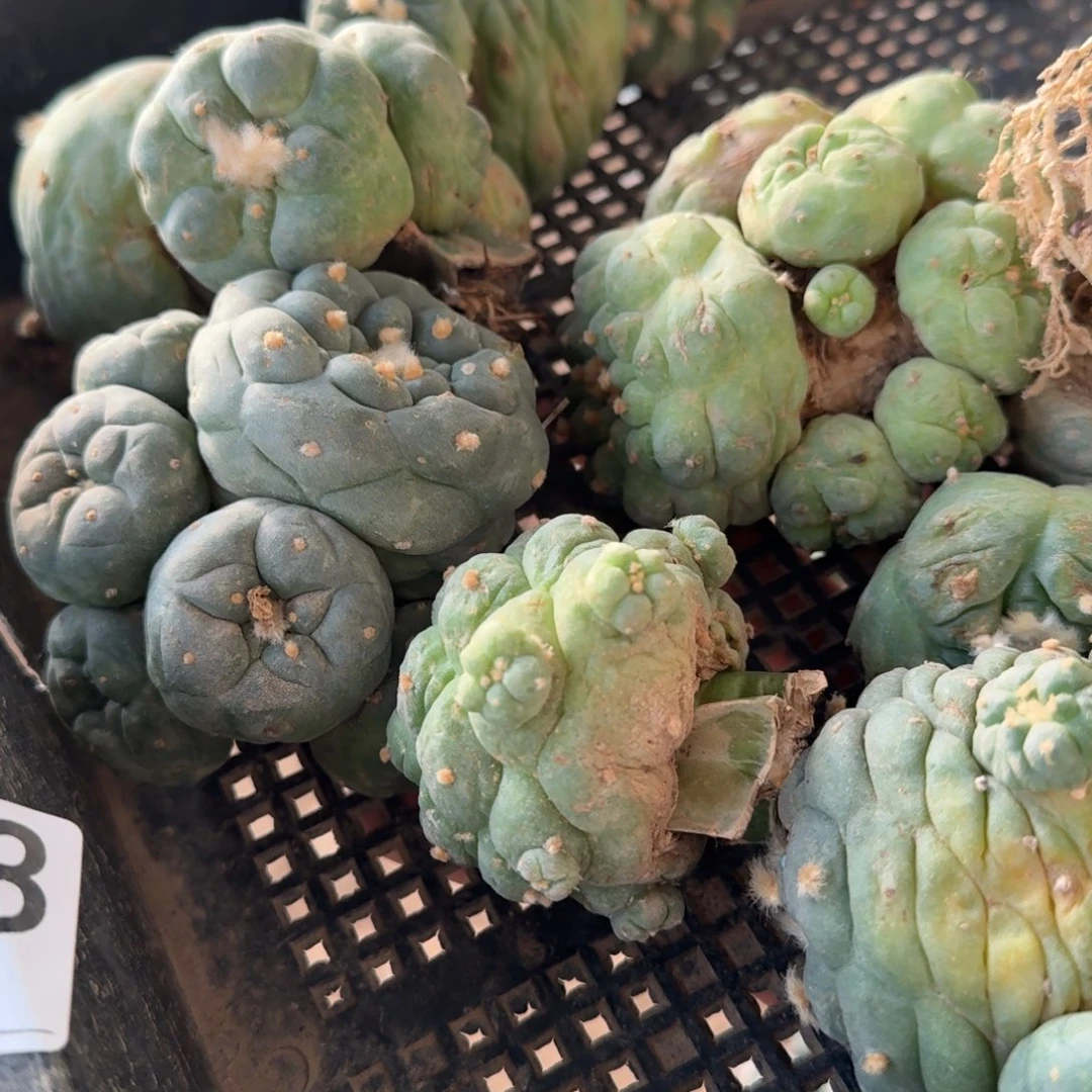 【闪购商品】乐*乐538一筐鲜