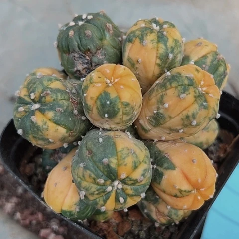 493仙人球木心根瑕疵款