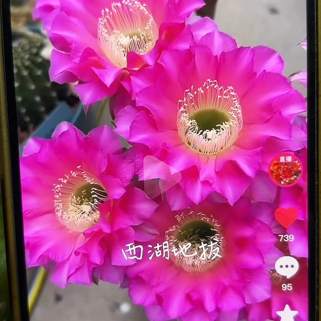 地拔侧牙20包邮52