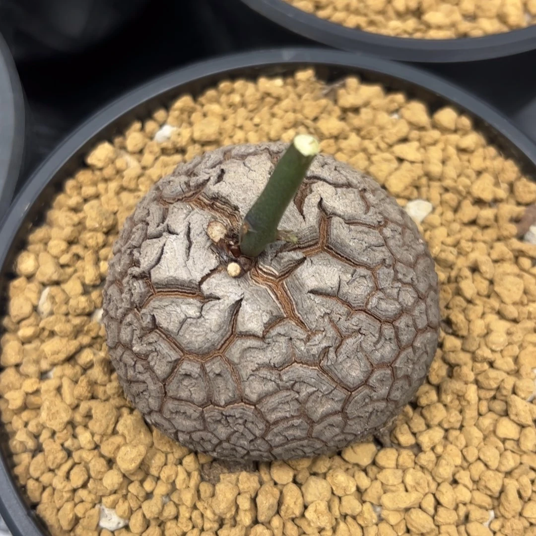 精品盆栽养定的龟甲龙99号