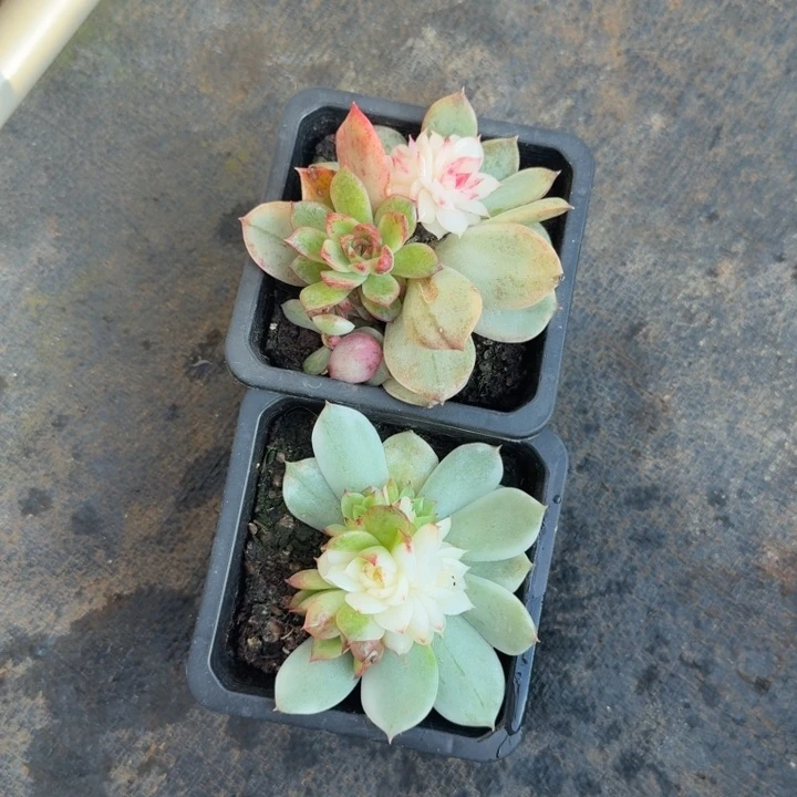 黑水晶营养造型一组三天魂