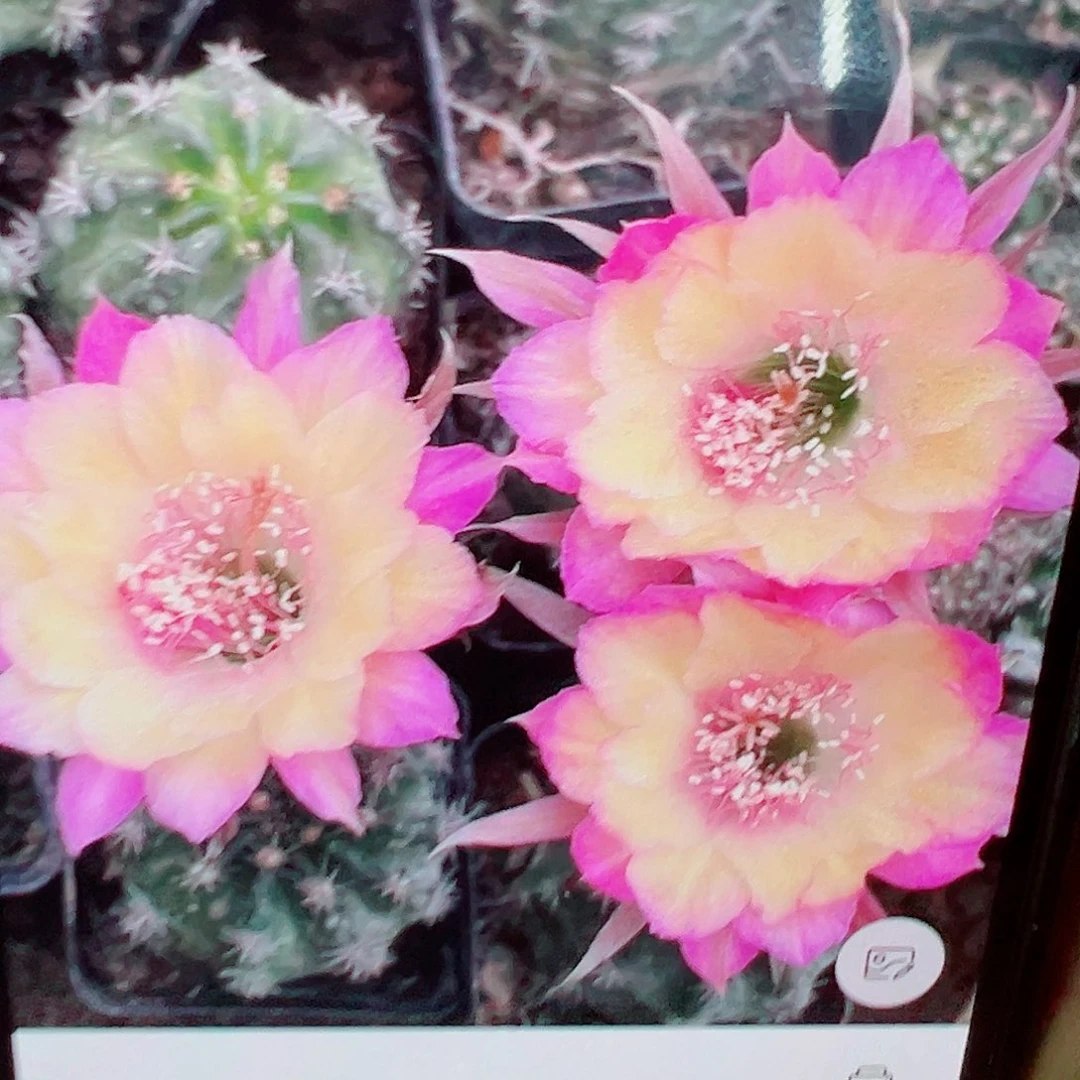 丽花 极光 侧芽 满20包邮