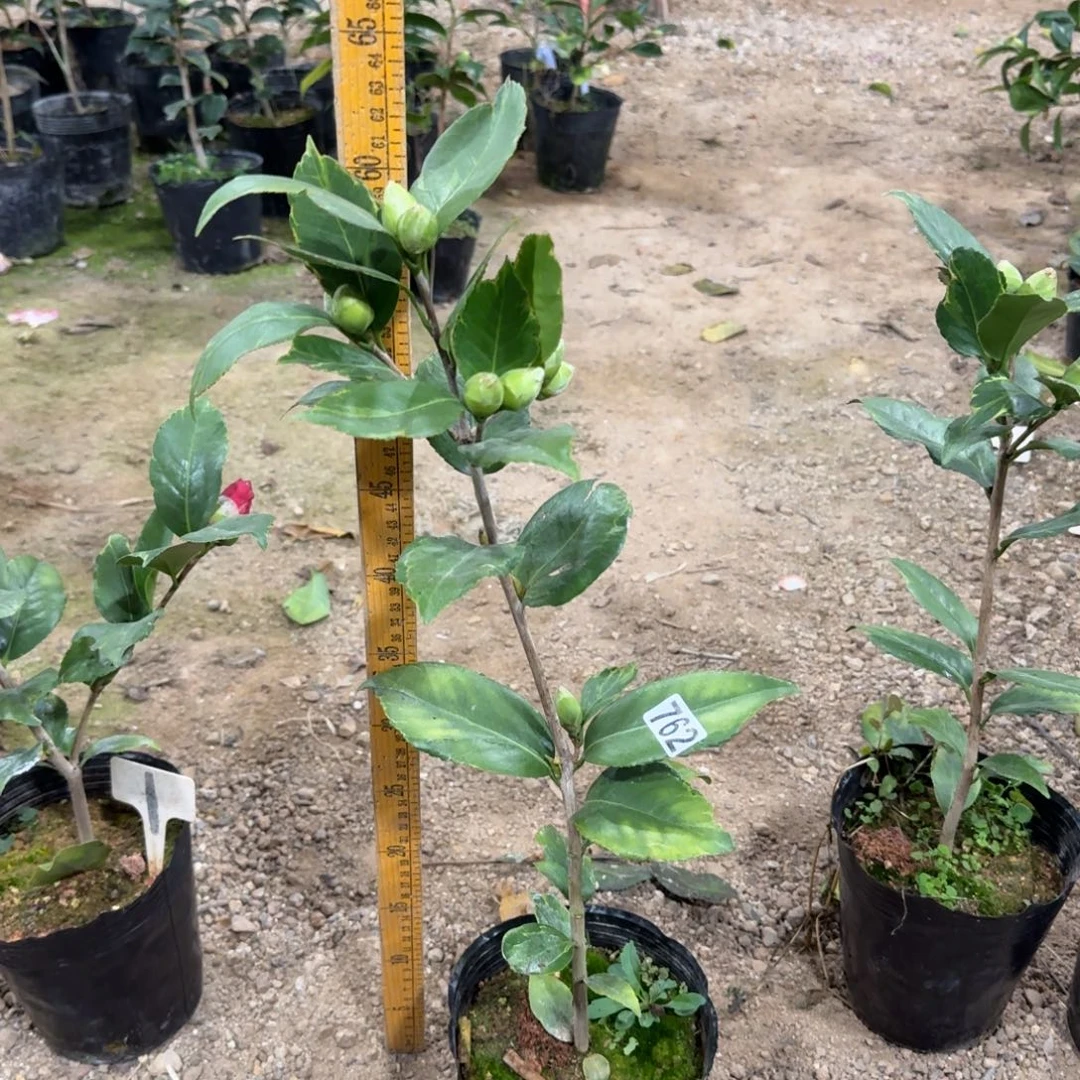 少量花朵（建议范围：2朵-5朵 或40%以下）762金边贝