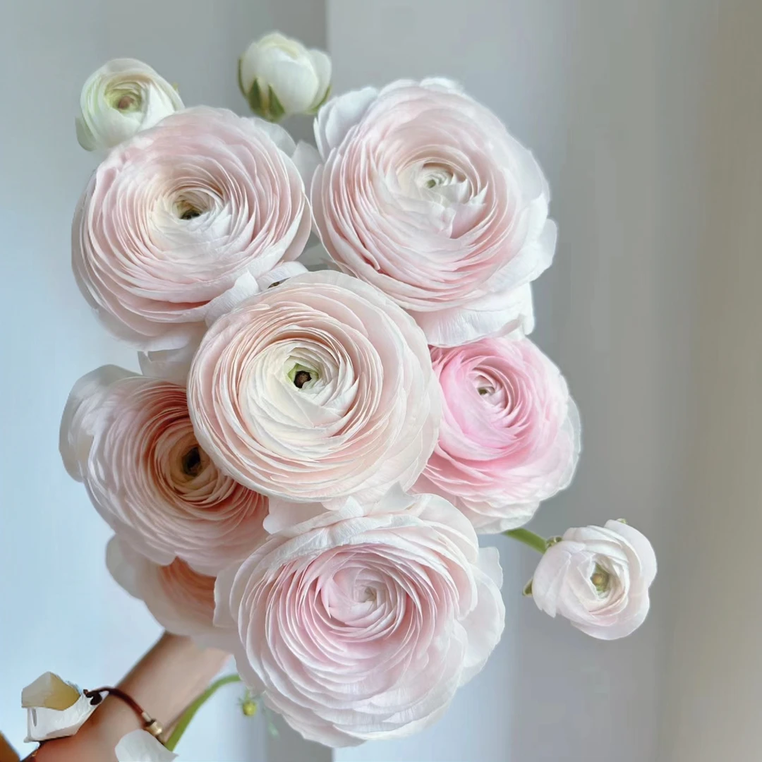 【秦小胖】季节精选-河内洋牡丹（生花包发货，养成系花材）