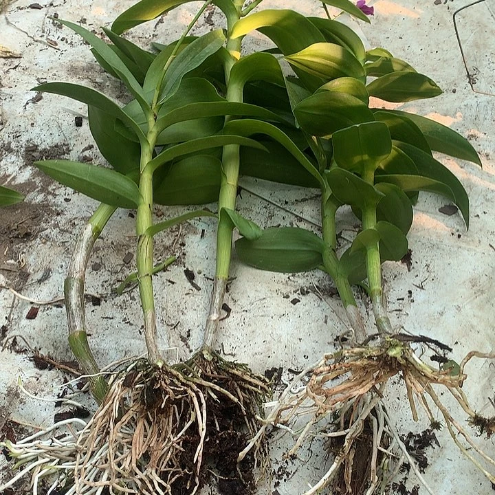 当前无花栽培后可以开花随机5品前路苗5根