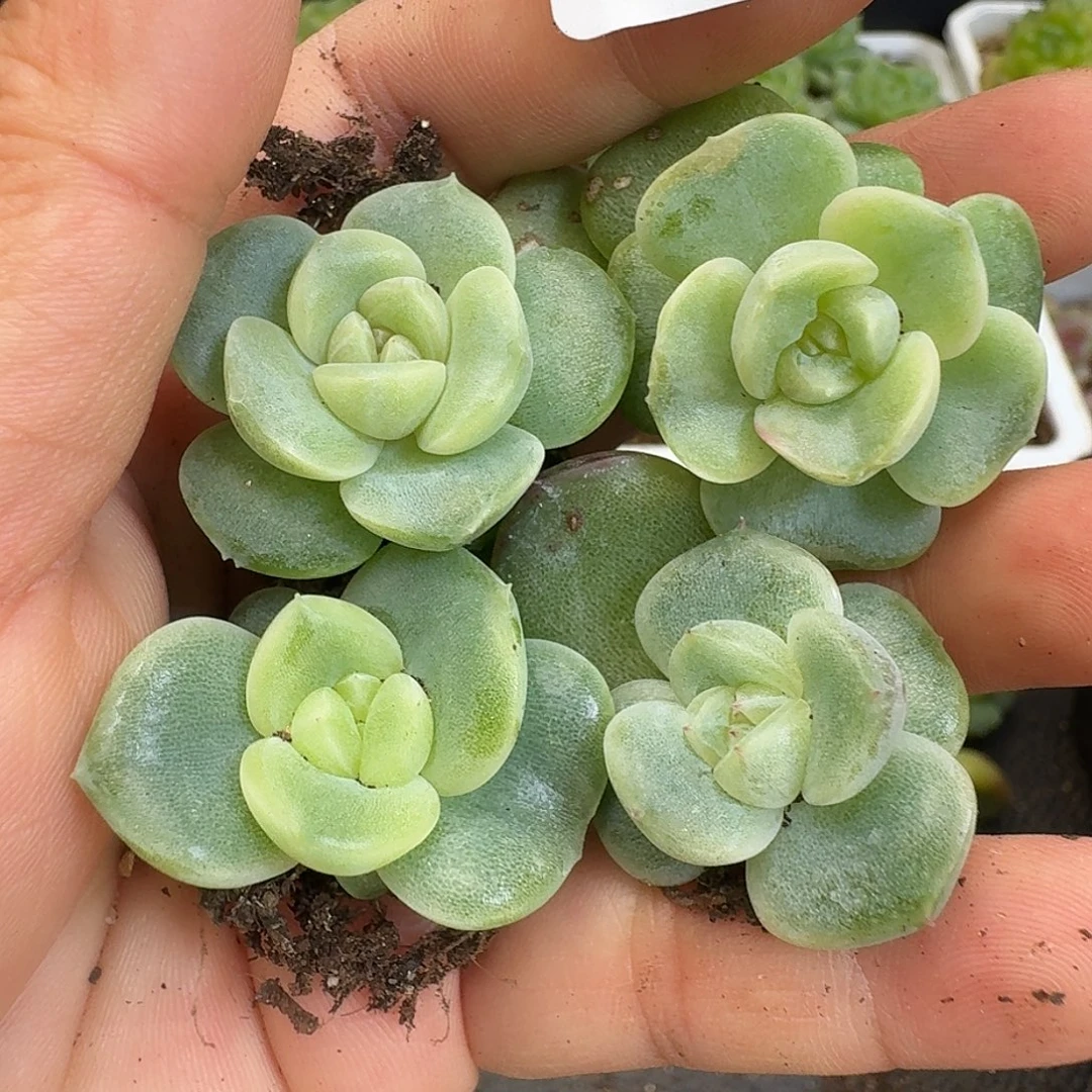 一物一拍一物一拍917-508