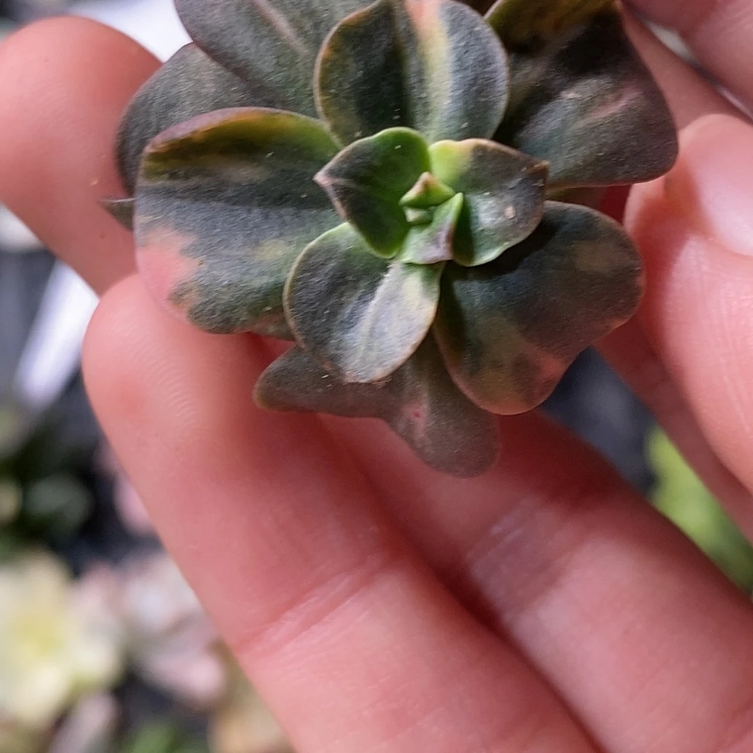 巧克力锦一物一拍，