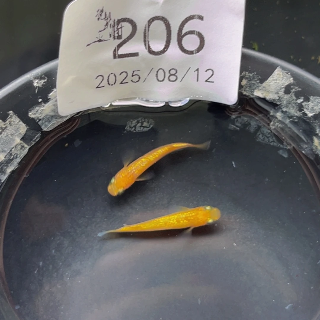 青鳉206玫瑰宝石一对