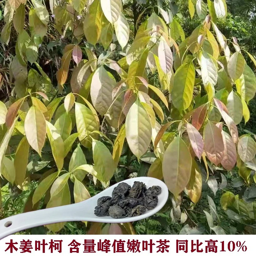 木姜叶柯多穗石柯玉叶石柯美康王茶峰值嫩叶甜味叶高含量