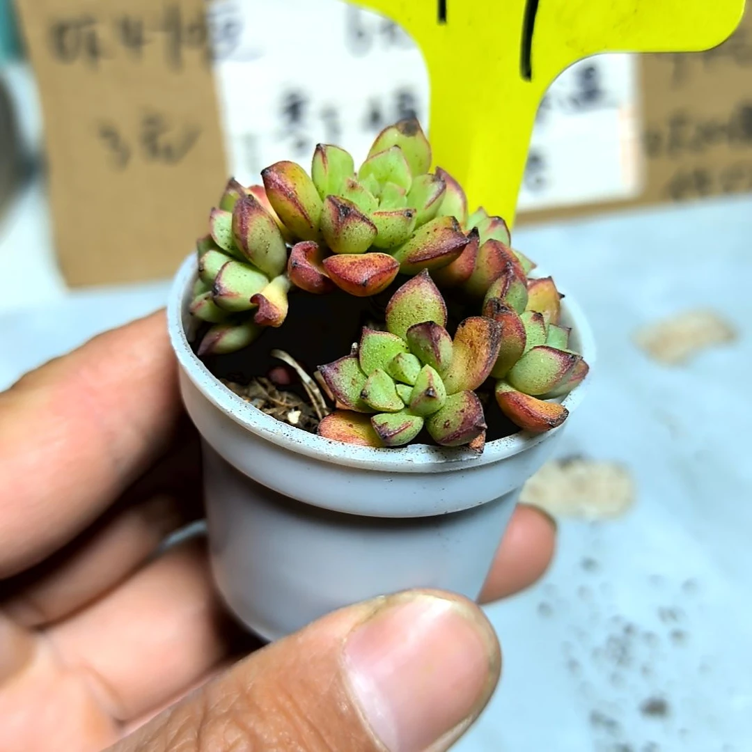 满6元包邮，#97号酥皮鸭多头多肉