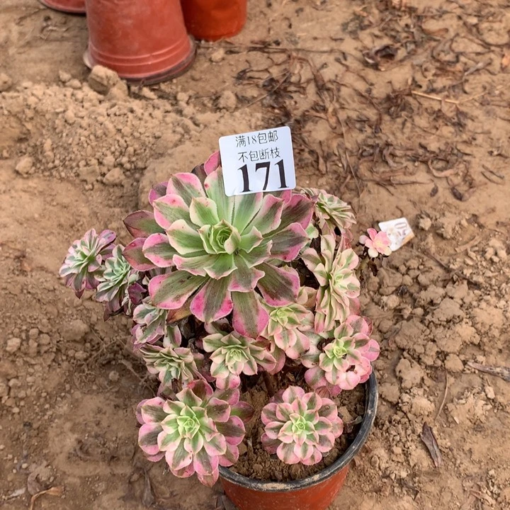 171铜壶白手捧2号棚