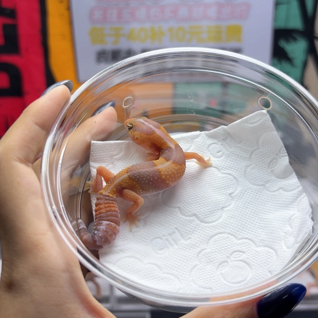 肥尾守宫橘白母温D14