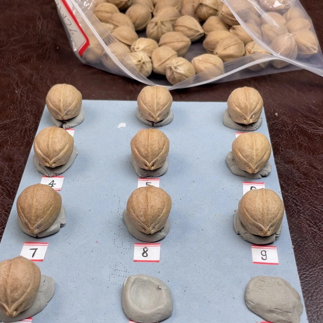 手串/手链橄榄核张*%20.25梅林铁核