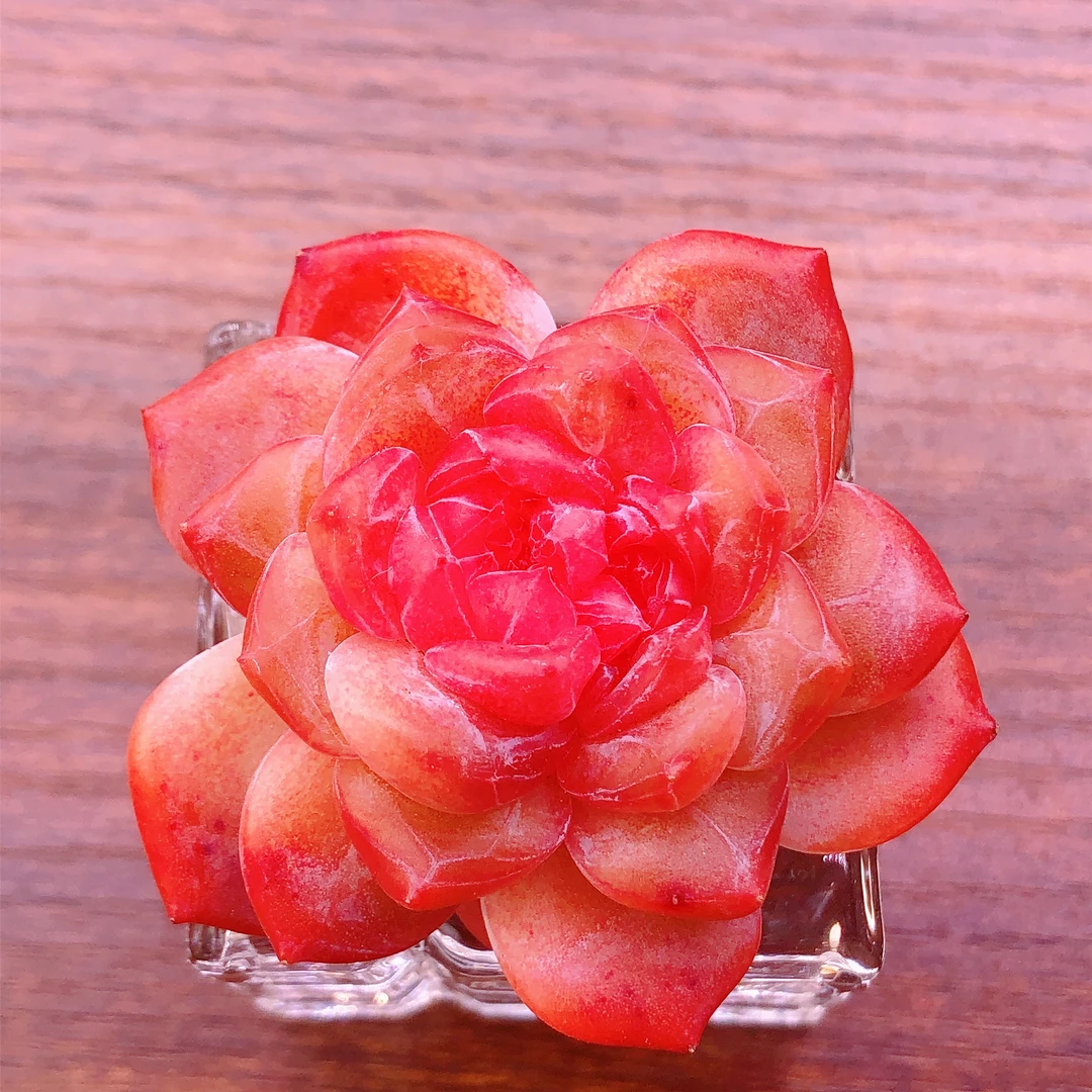 无土栽培     糖心冰魄一颗  带方玻璃杯       满28包邮除偏远