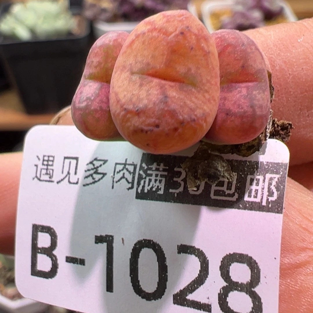 多肉植物1111111111