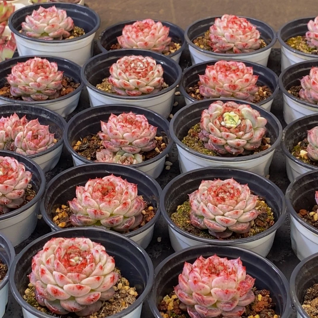 249多肉植物纤维