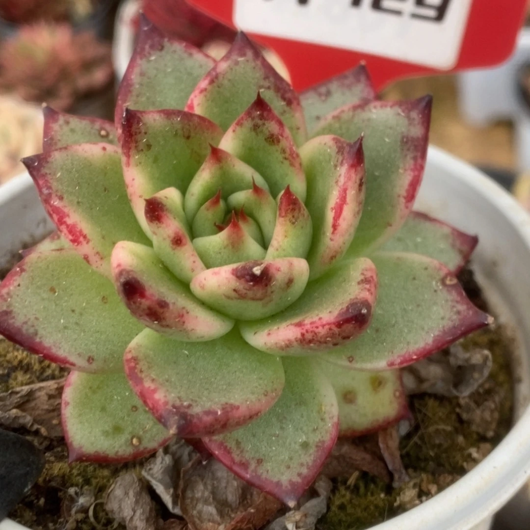 729东云杂锦锦锦锦锦