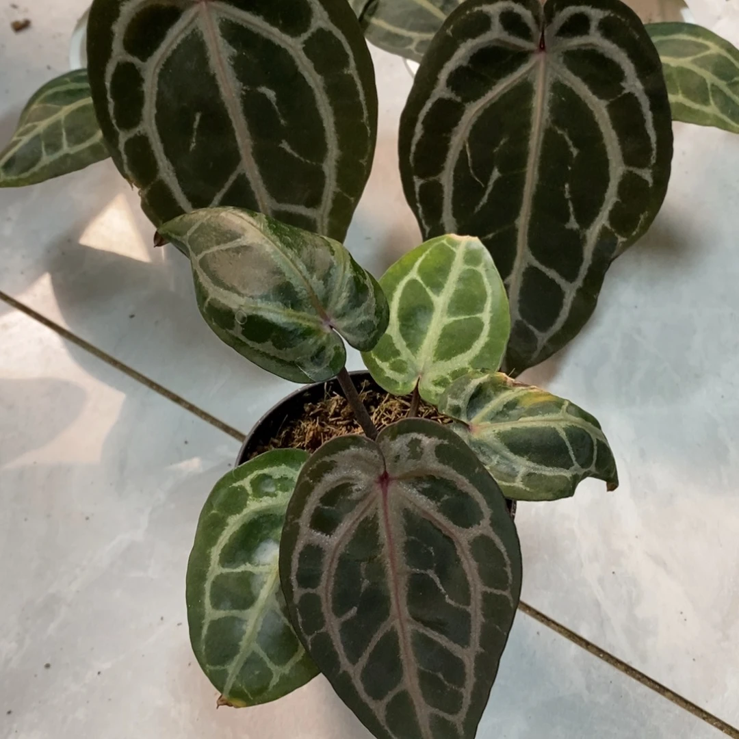 不开花植物米歇尔小苗（一物一拍