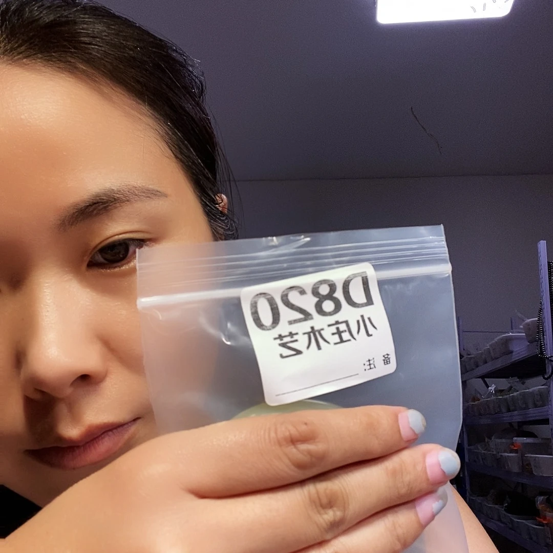 【闪购商品】用****0黑檀木，风车木820