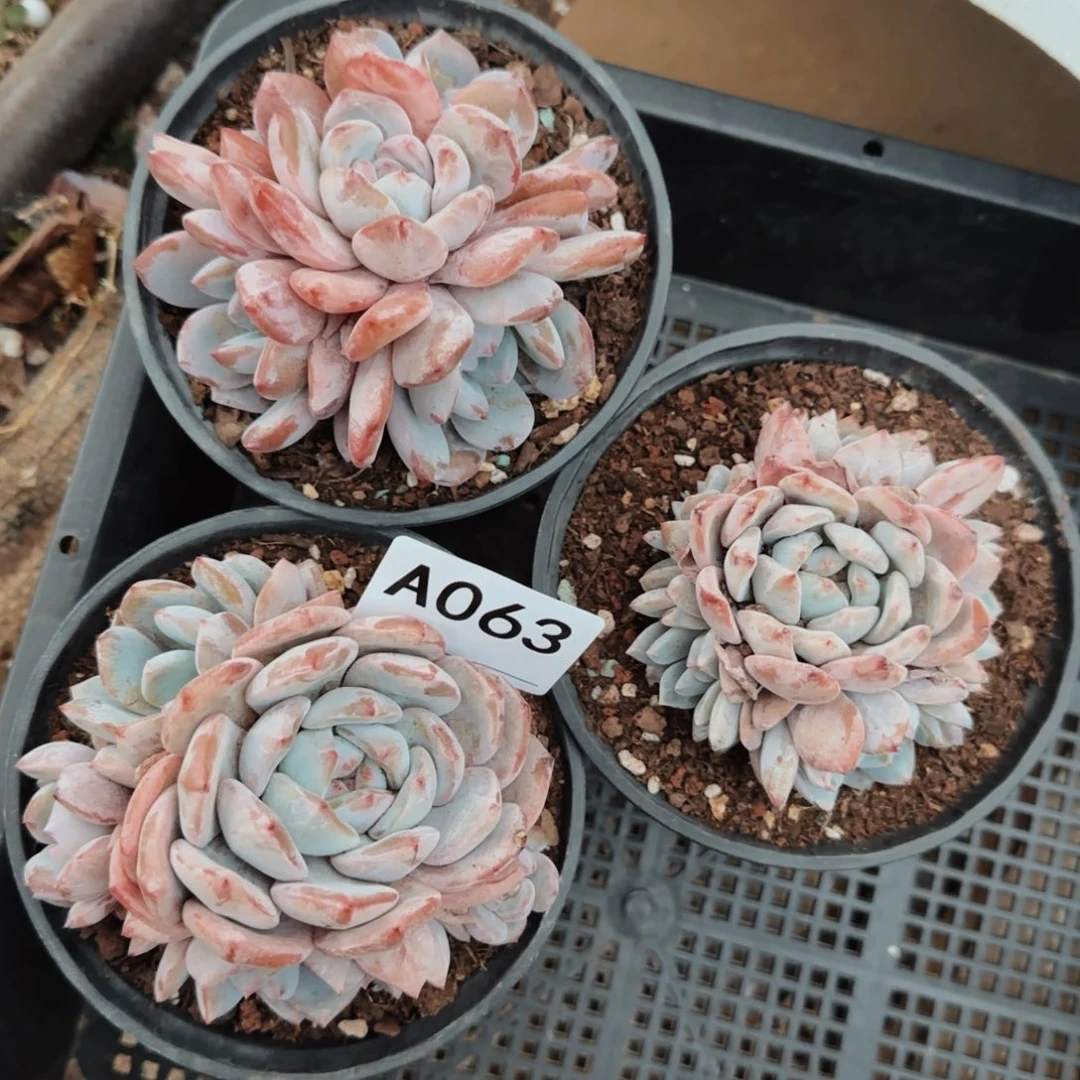 请****?石榴籽群三盆A063号