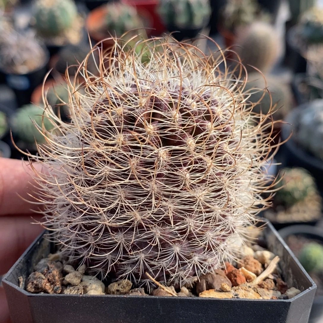 植播园艺优选混乱玉