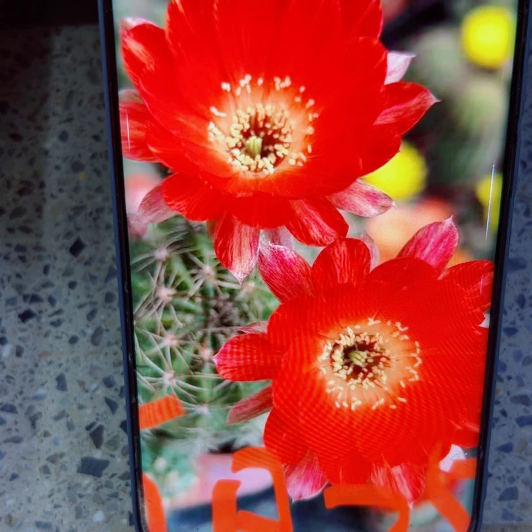 下80丽花28 歪无根侧芽3公分左右20包邮