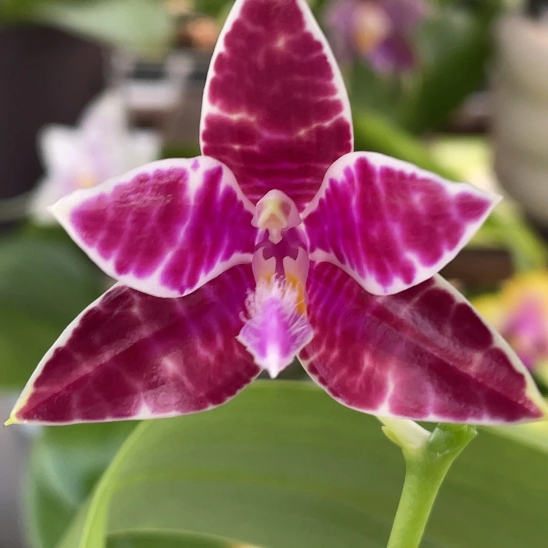 大部分开放少量花苞swr22ko红路德（花剑磕碰）苗价