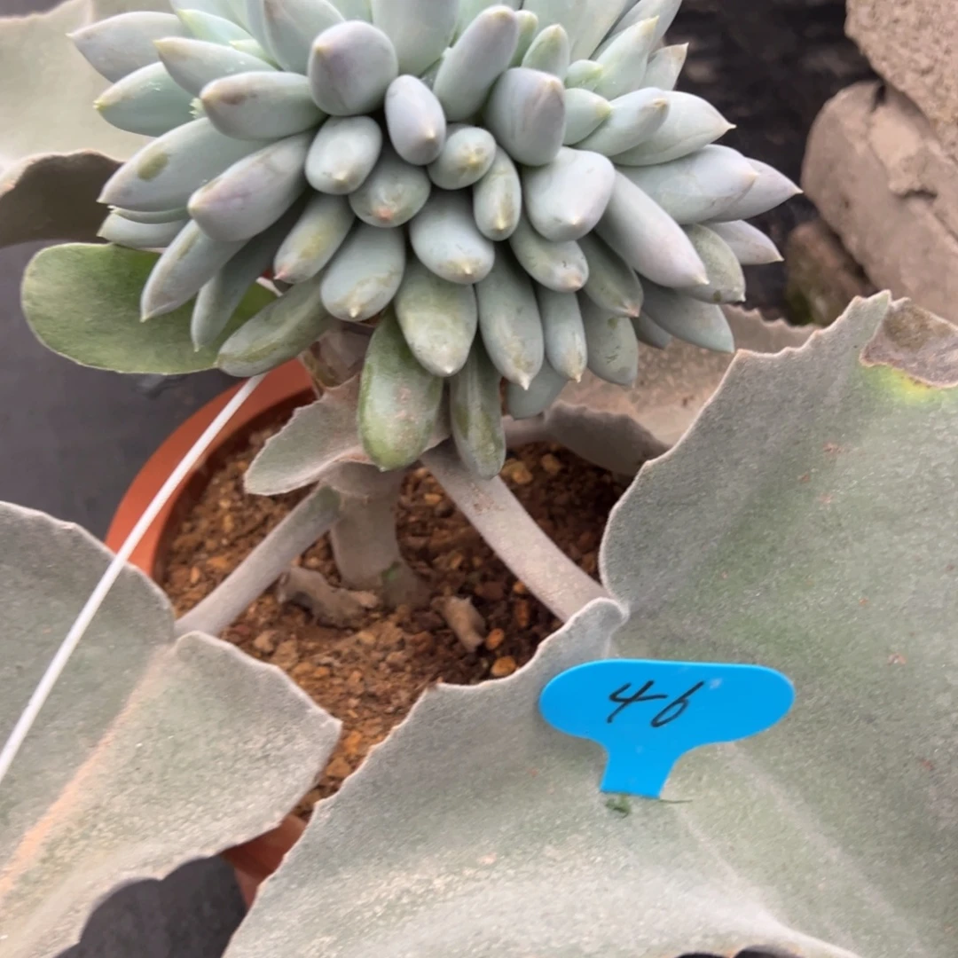 b***u46号哥特缀多肉植物39