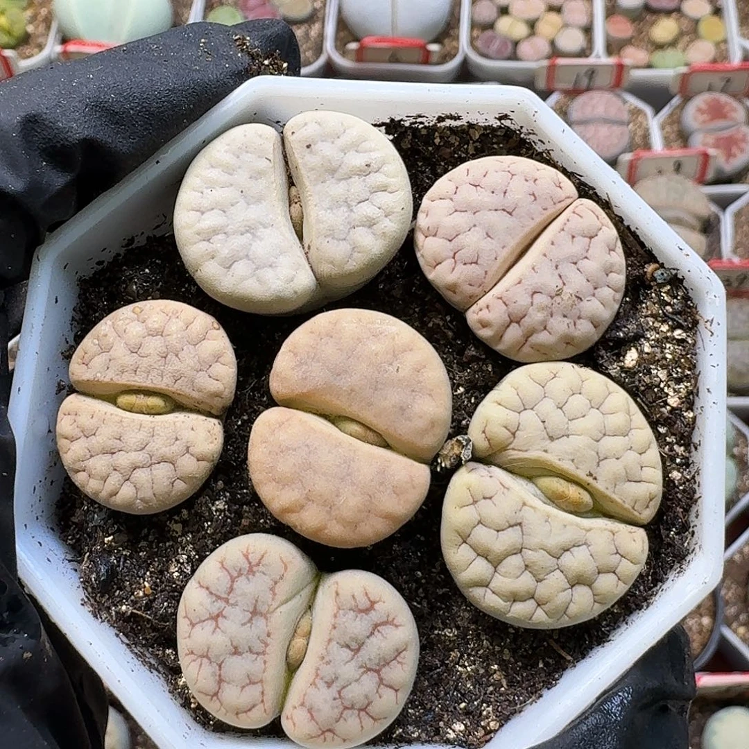 生石花111122。   317