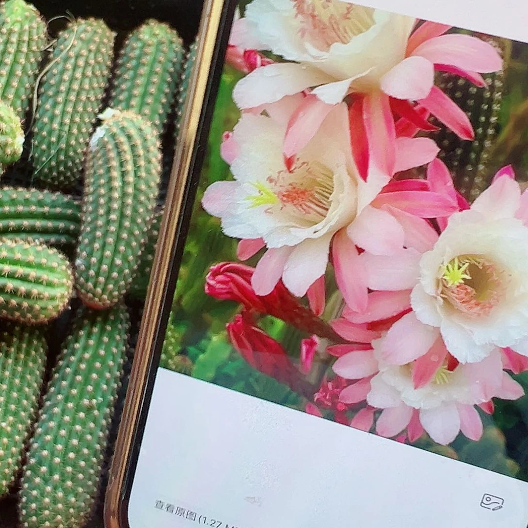 金妞 卡布奇诺 侧芽 00000
