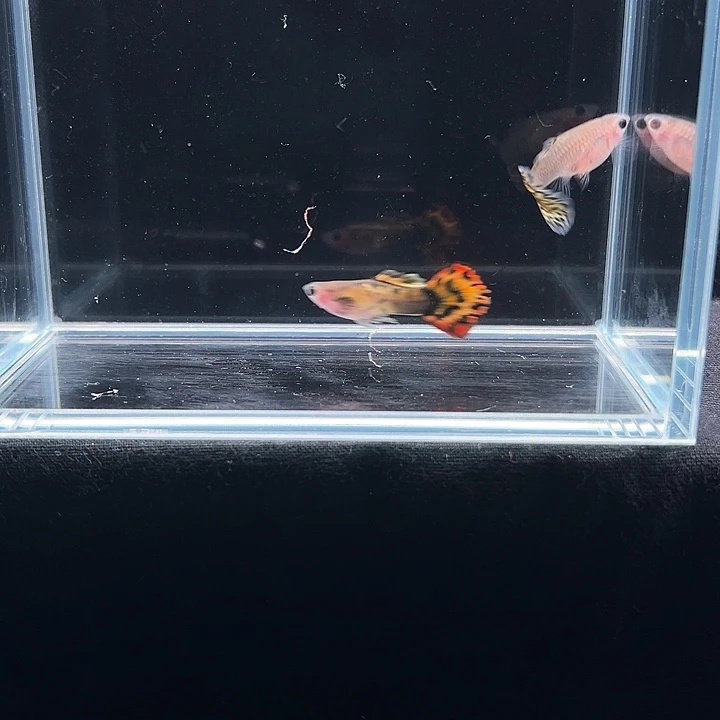 孔雀鱼红老虎玻璃猫