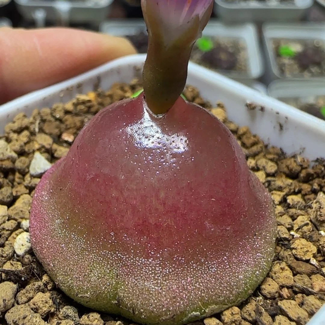 灯泡2.8+多肉植物188