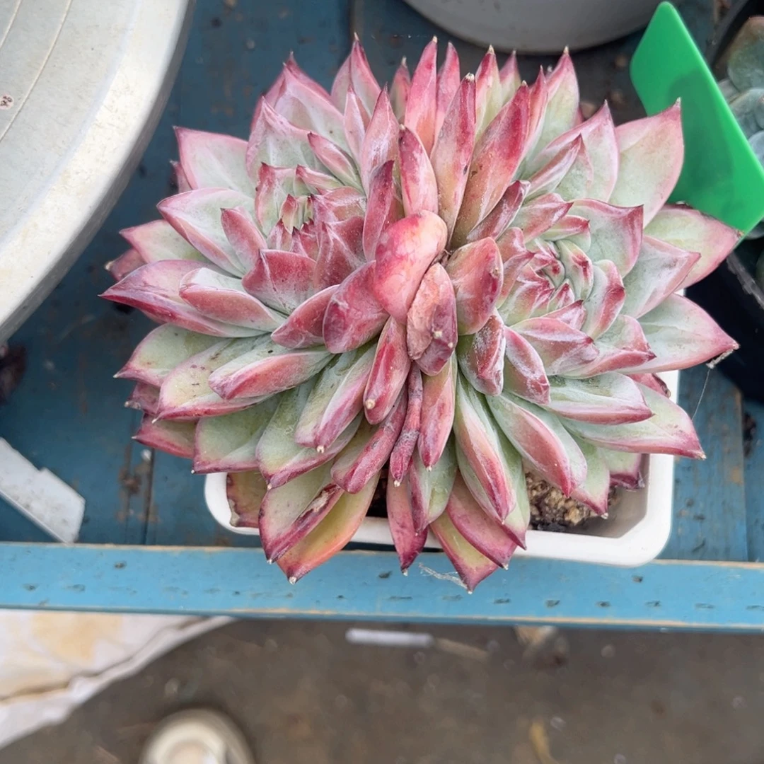 精品多肉植物老桩