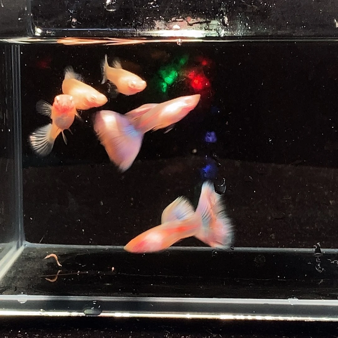 孔雀鱼金粉五条压成